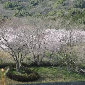 お花見ドライブ　　～御津～のサムネイル