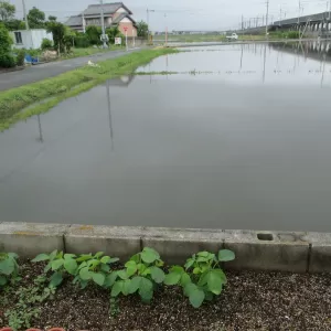 6月梅雨　最近の様子　～御津～のサムネイル